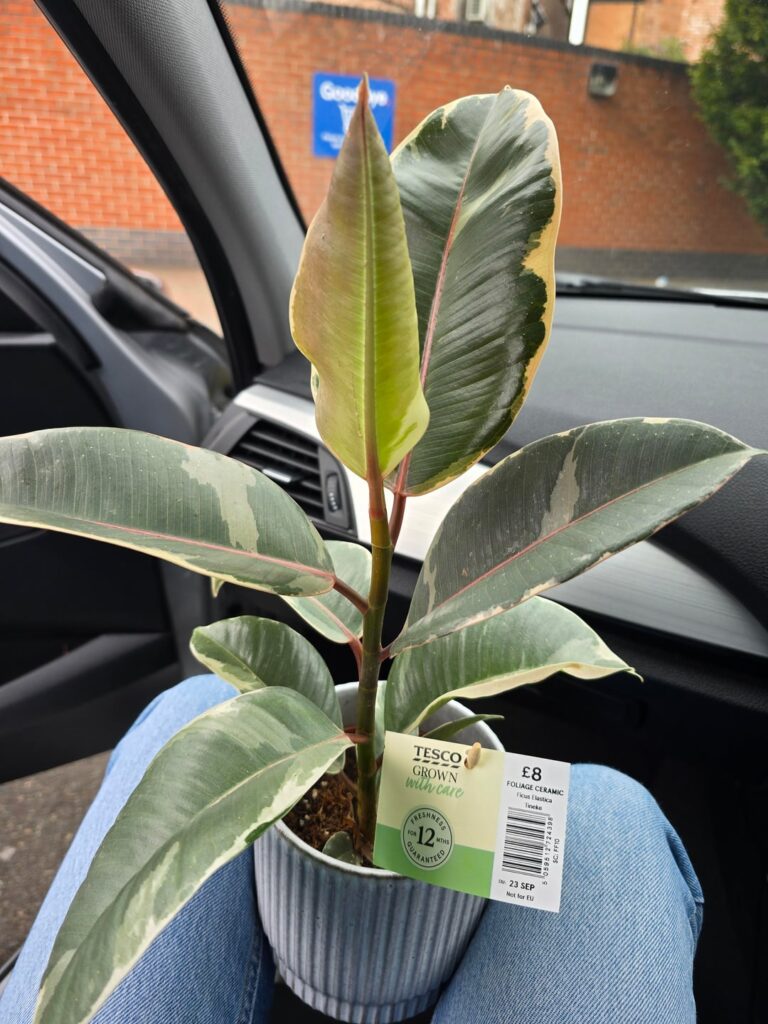 £8 from Tesco with the pot, did I do well?