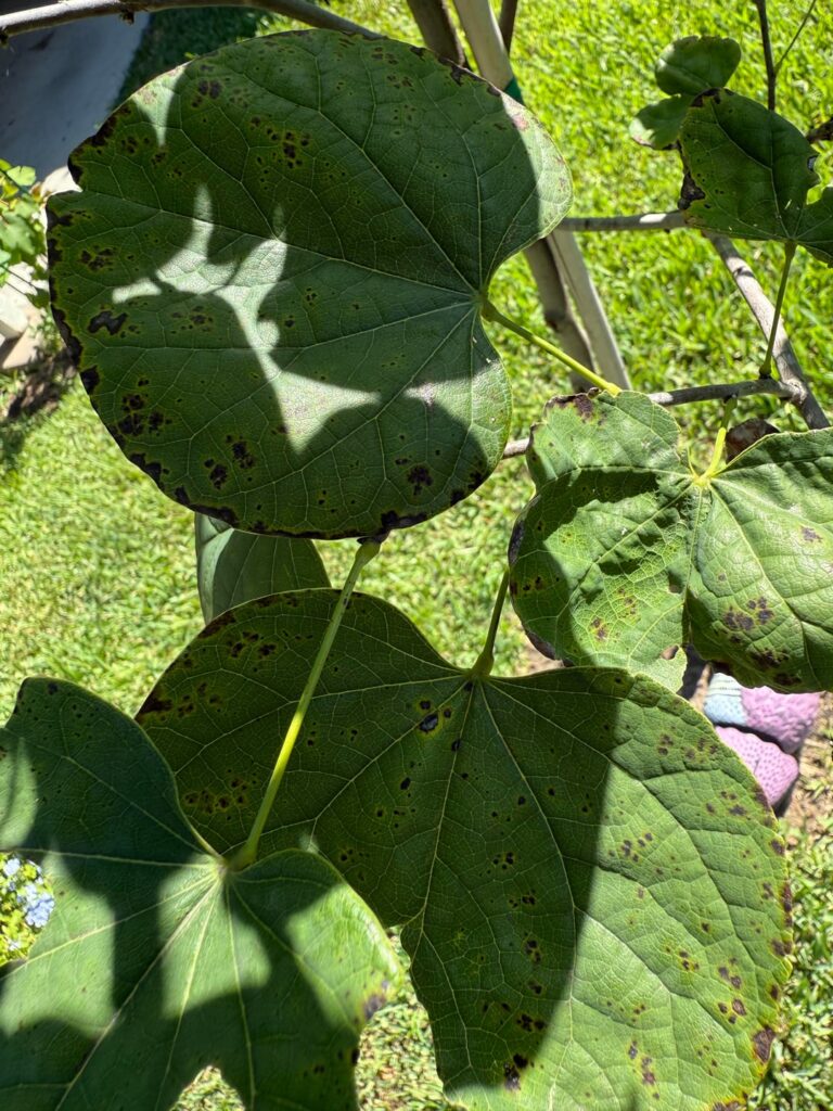 Redbud getting these spots on the leaves- should I be concerned?