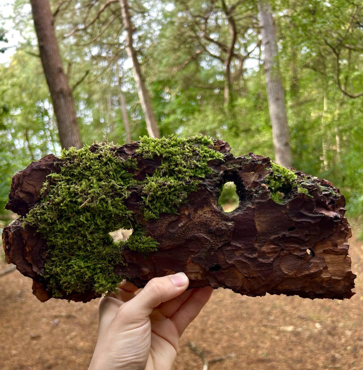 Does anyone know how I can preserve this cool piece of mossy bark I found?