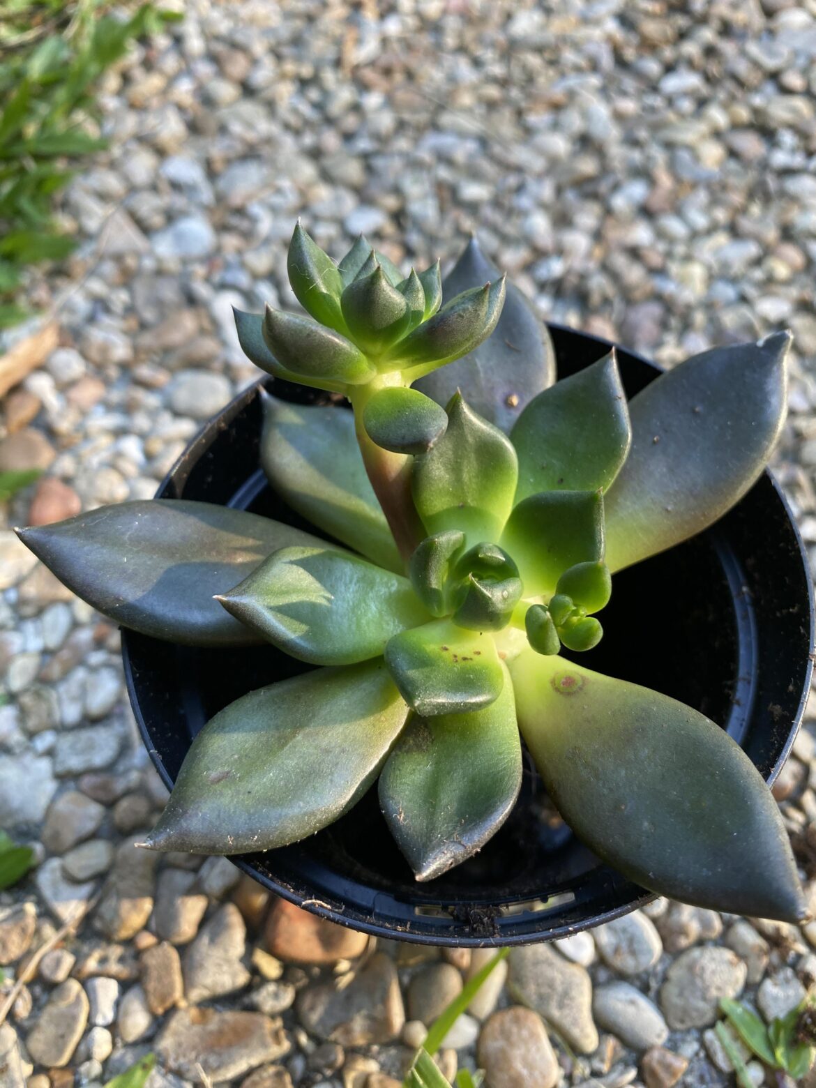 Any clue what the black spots are? I’m wary of anything abnormal after giving my collection mealies and flat mites. Soil was soaking wet, maybe edema? Stem is thick and healthy.