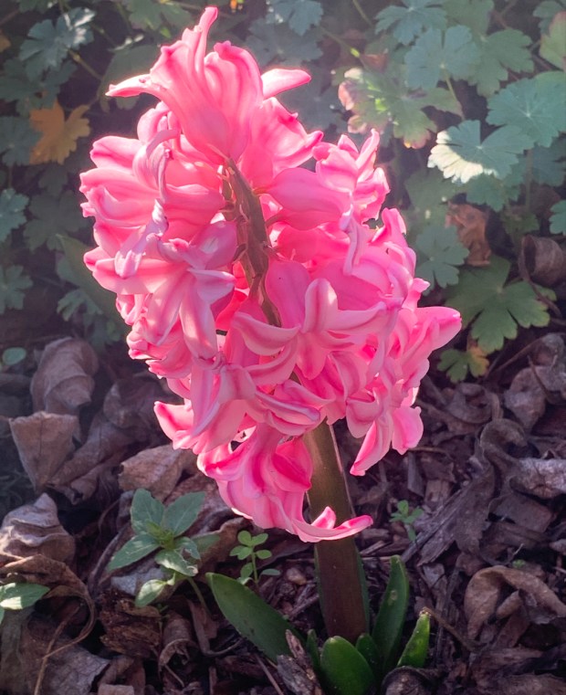 Garden hyacinth (Hyacinthus orientalis). A member of the asparagus plant...