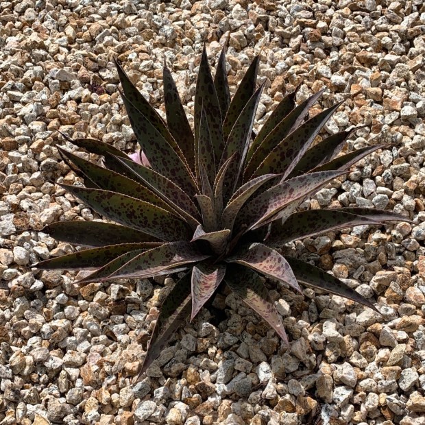 Mangave 'Inkblot' (parentage not reported): One of the smaller varieties,...