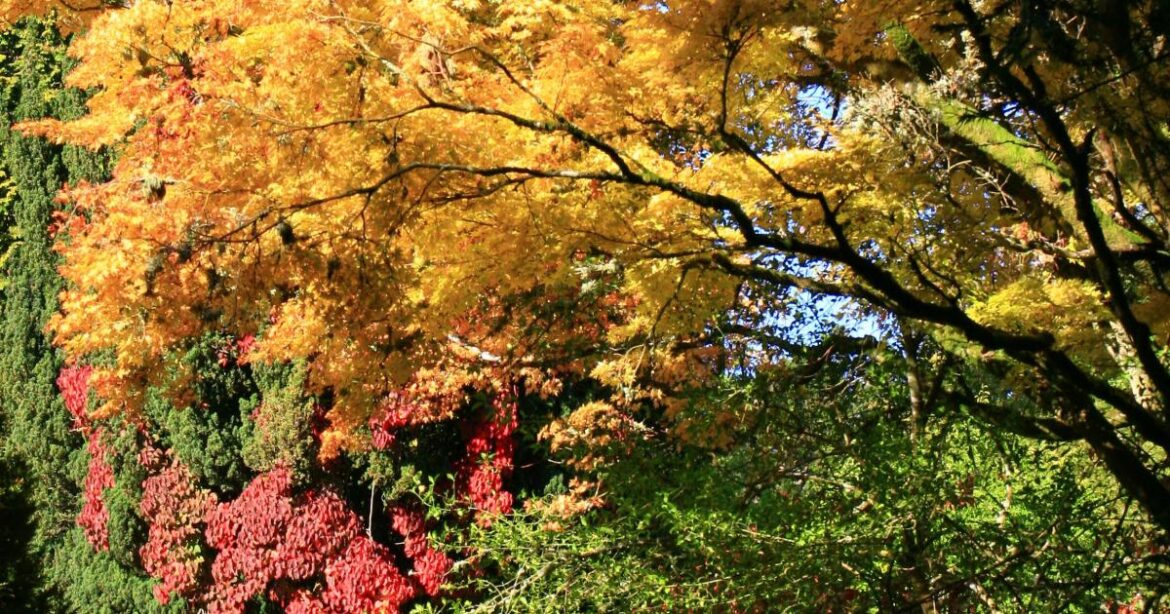 Banks family run Hergest Croft Gardens, Kington set for autumn colour