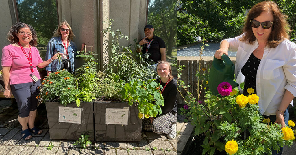 From office tower to community garden From office tower to community garden
