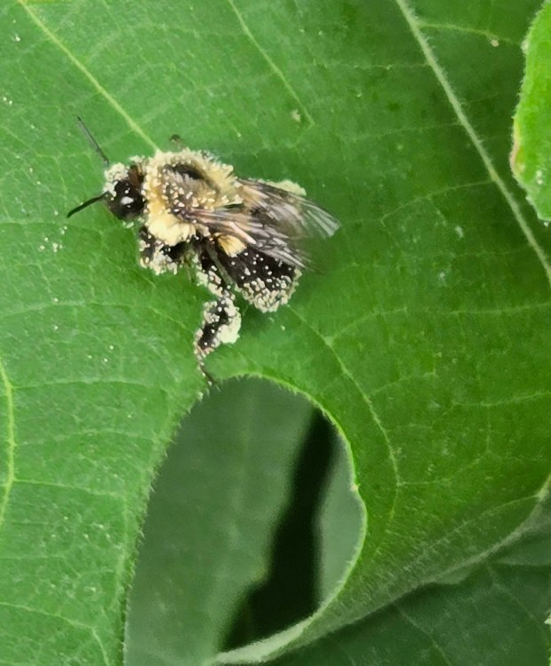 A bumblebee covered in pollen rests on a fig leaf. (Terry Alburger)
