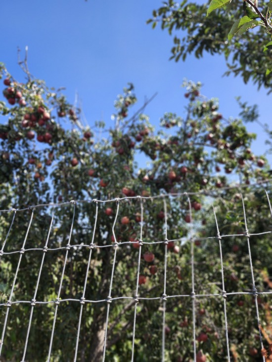 tree bearing red D