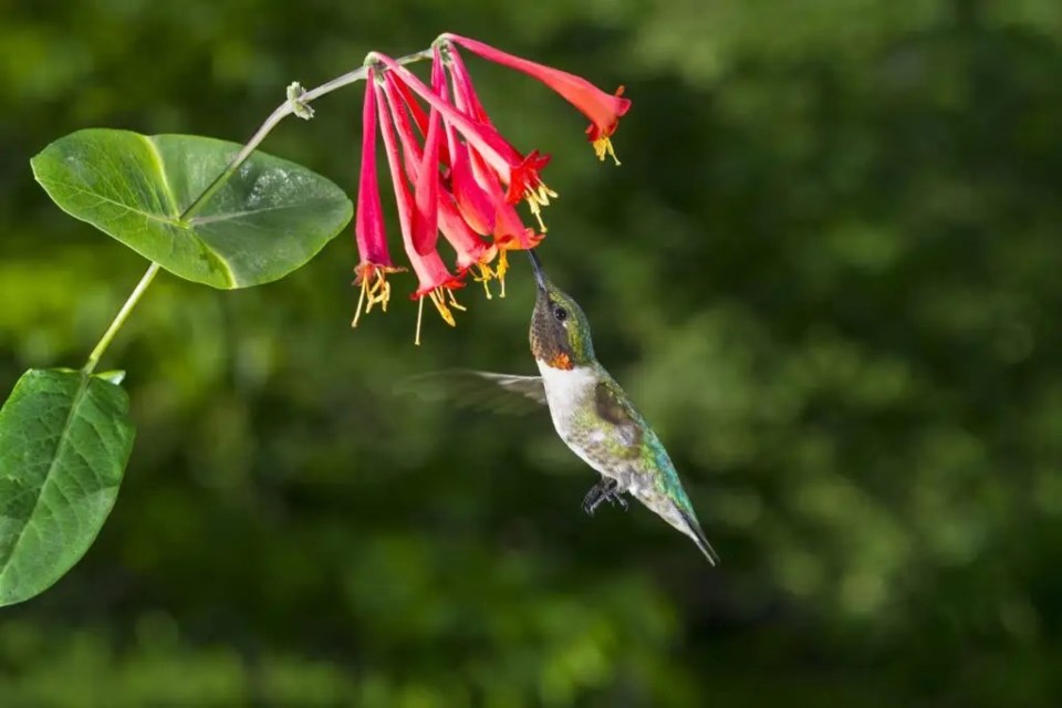 20250926-hummingbird-with-coral-honeysuckle-native-plant-1024x683