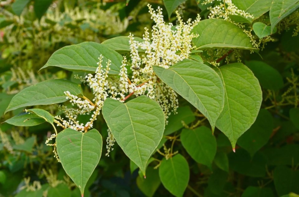 20250926-japanese-knotweed-2