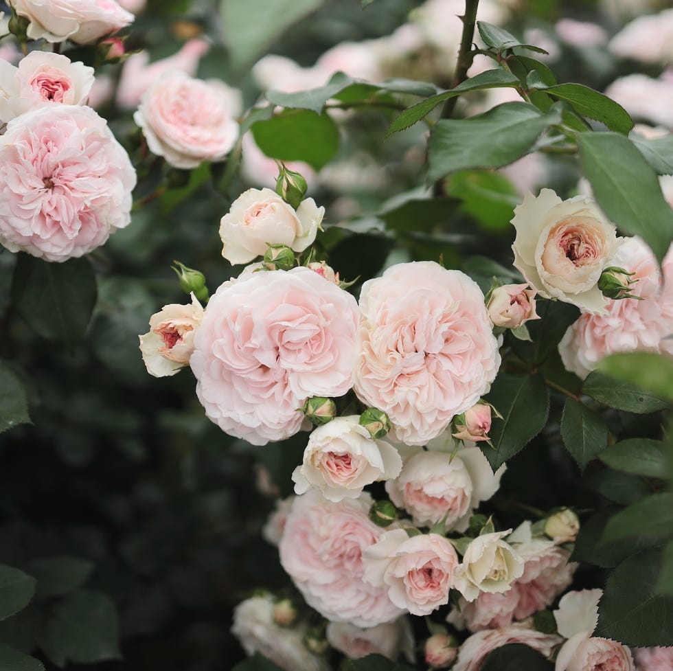 garden trends 2026