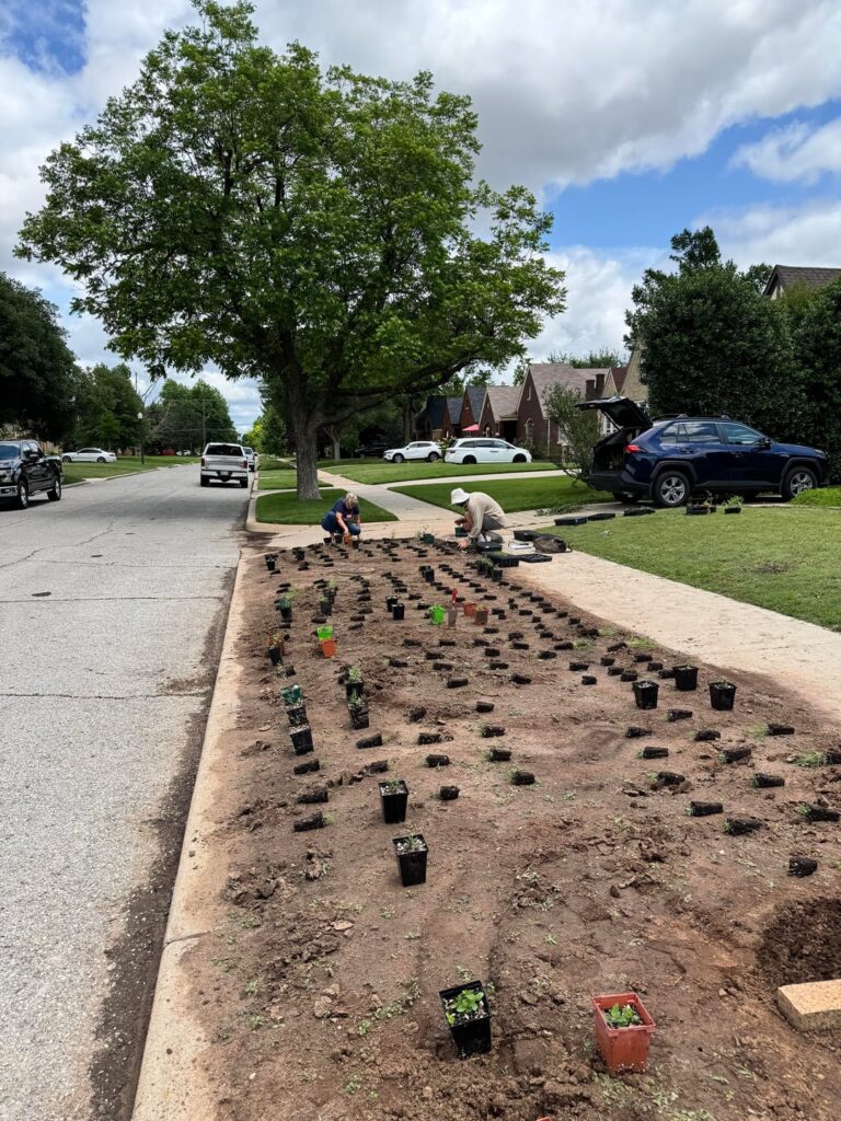 Turf Grass to Native Prairie