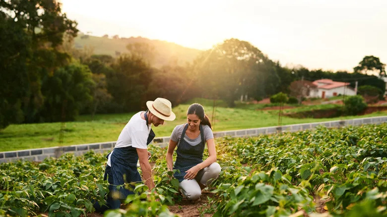 man and woman working in field together in morning