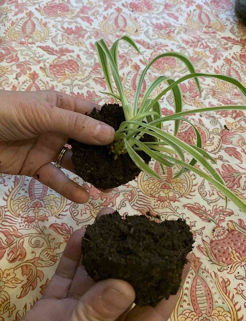This Dec. 1, 2019, image provided by Jessica Damiano shows a spider plant "pup" held in place on one half of a split mud ball for use in making a kokedama on Long Island, N.Y. (Jessica Damiano via AP)