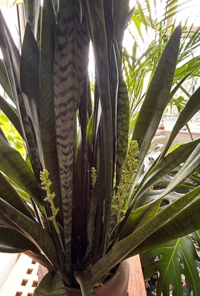My snake plant is about to flower!