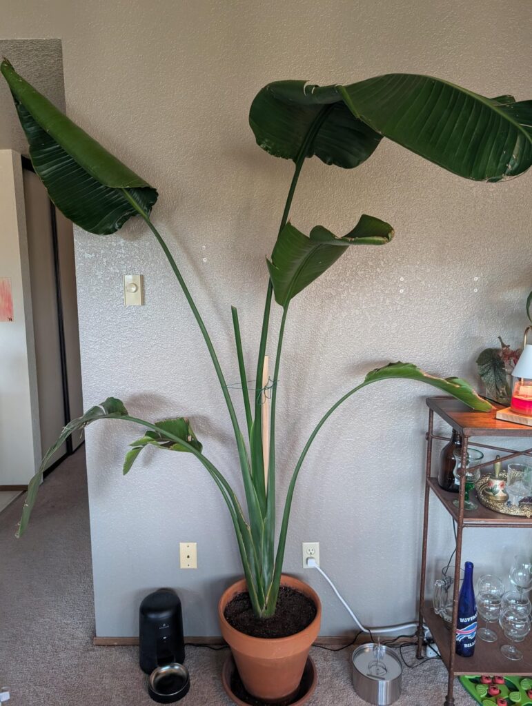 Is there any hope for my bird of paradise 🥲