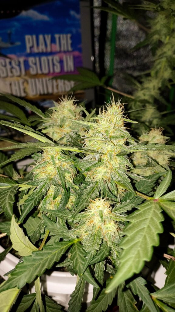 How much longer do you guys think week 12 from seed