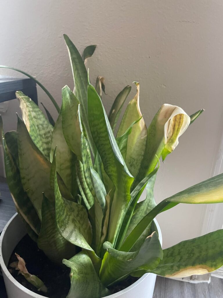 Burned my snake plant Help! Burned my snake plant Help!