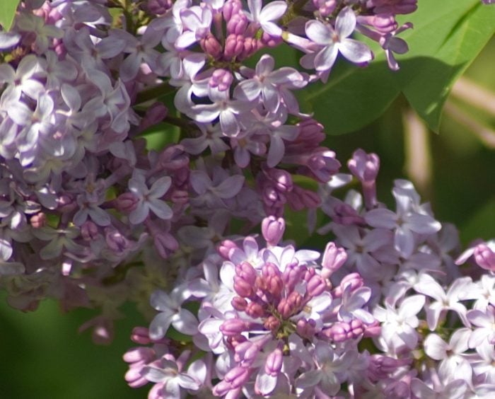plants that repel japanese beetles