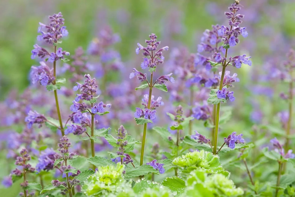 spring bulb companion plants catmint