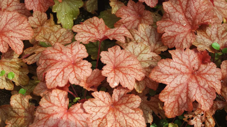 Close-up up of Coral bells 'Paprika' with raindrops on the leaves.