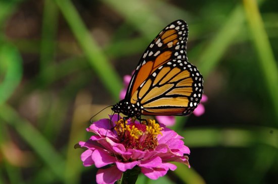 Cannot view this image? Visit: https://www.allforgardening.com/wp-content/uploads/2025/09/265161_9f73e7b21403598a_002.jpg