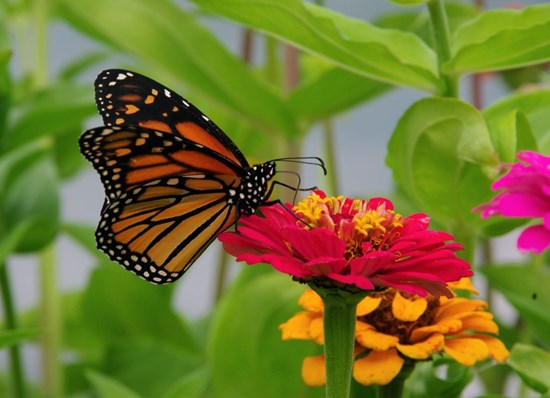 Cannot view this image? Visit: https://www.allforgardening.com/wp-content/uploads/2025/09/265161_9f73e7b21403598a_003.jpg