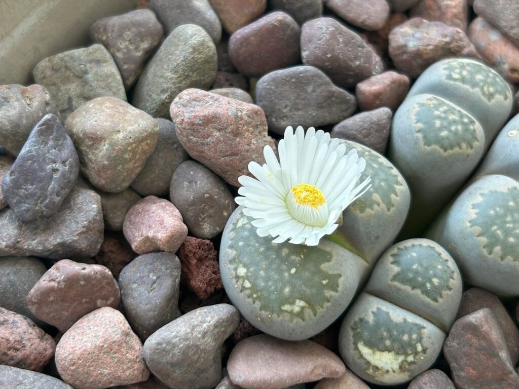 Flower opened up within...