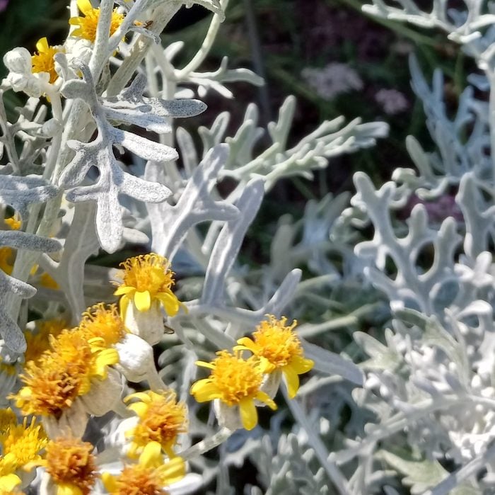 plants that repel japanese beetles, dusty miller