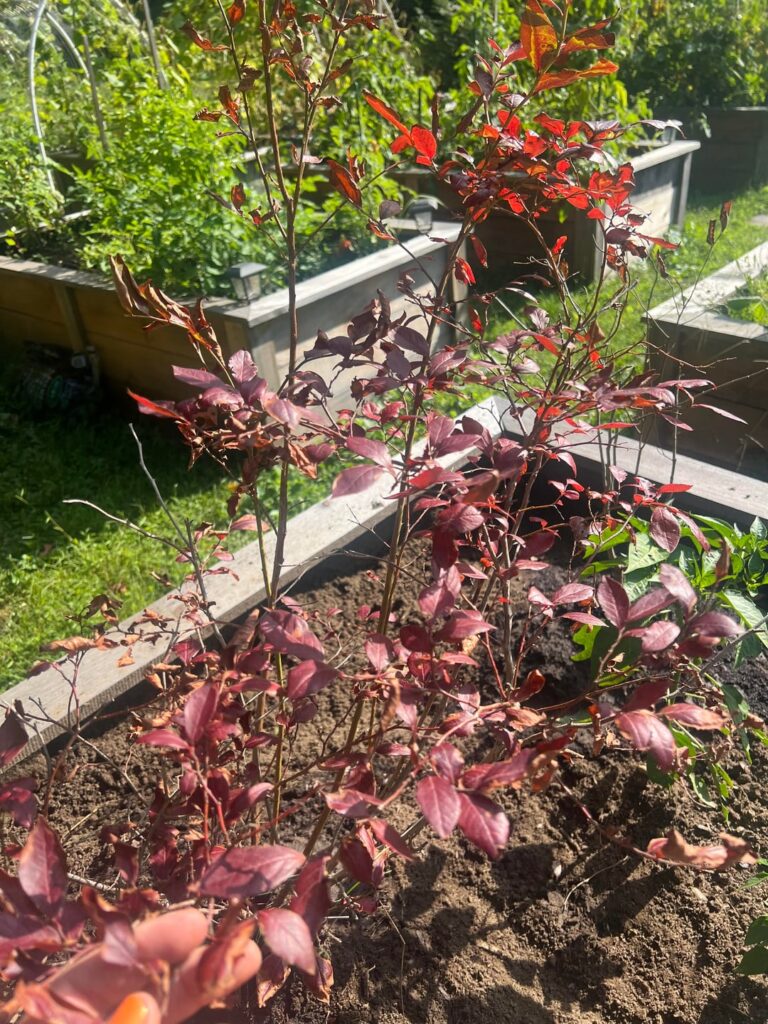 What kind of blueberries…? Zone 6A