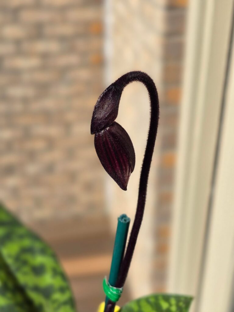 My first paph is taking forever to open and is testing my patience 😂