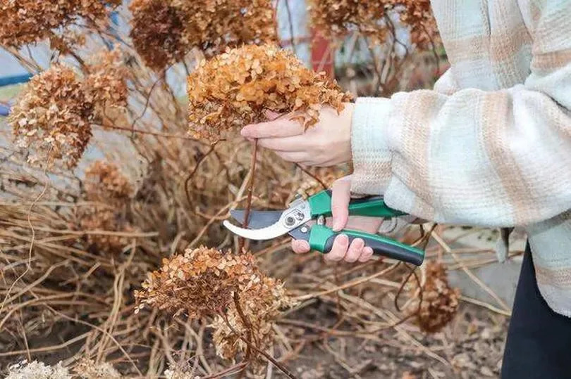 Pruning of dried flowers in the autumn garden. A gardener cuts a perennial hydrangea bush in garden. autumn garden cleaning, plant care