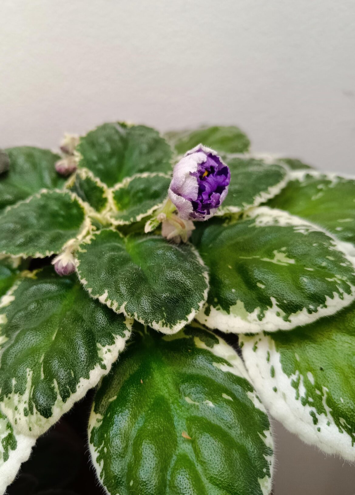 Can’t wait to see this bloom unfurl 😍