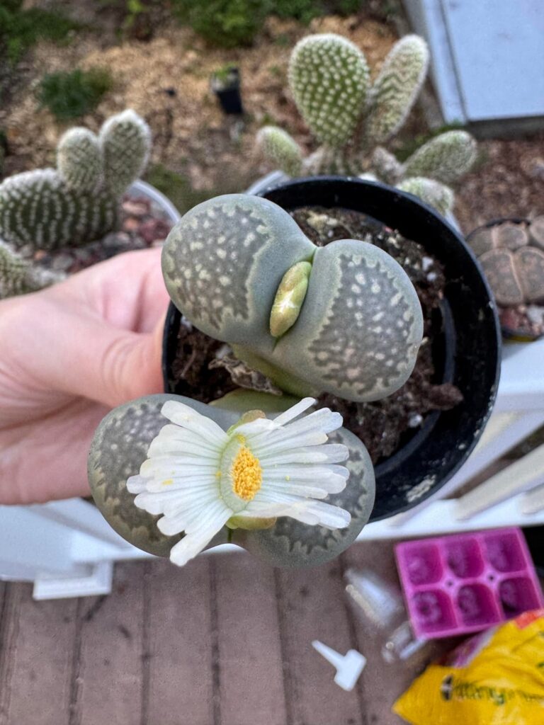 Flowers at the big box store! Flowers at the big box store!