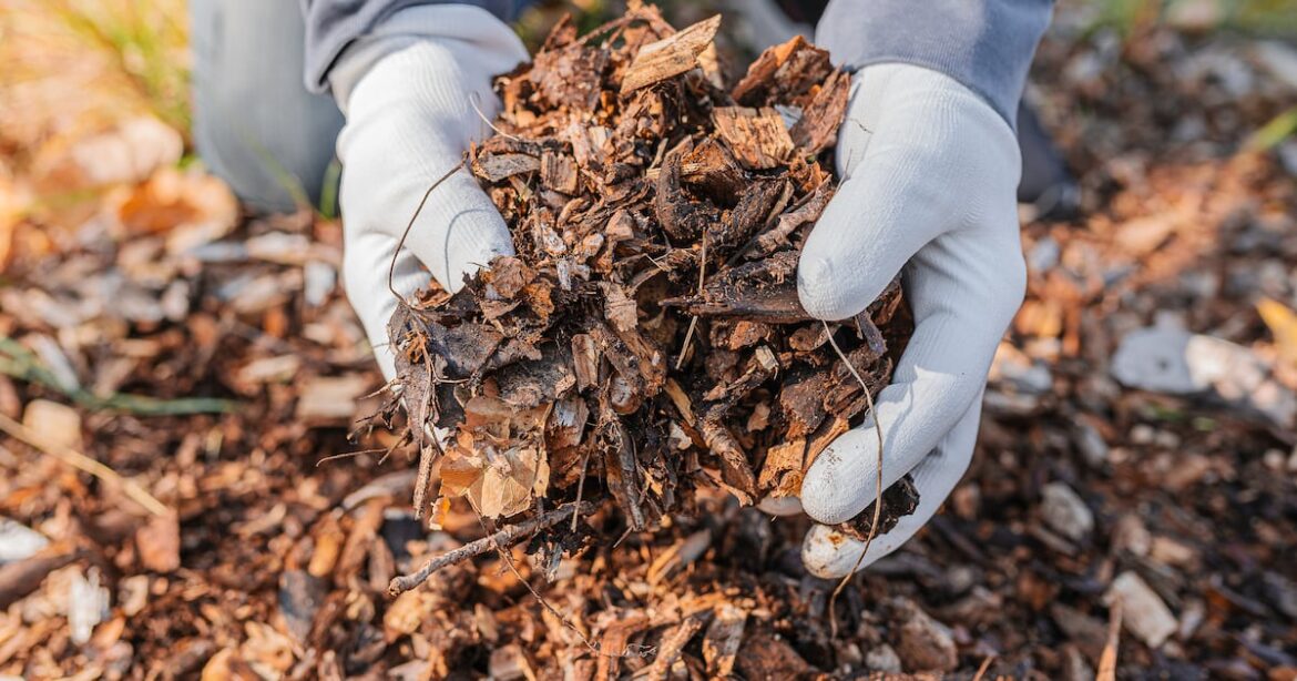 Tackle these garden tasks now and reap the rewards in spring – The Irish Times