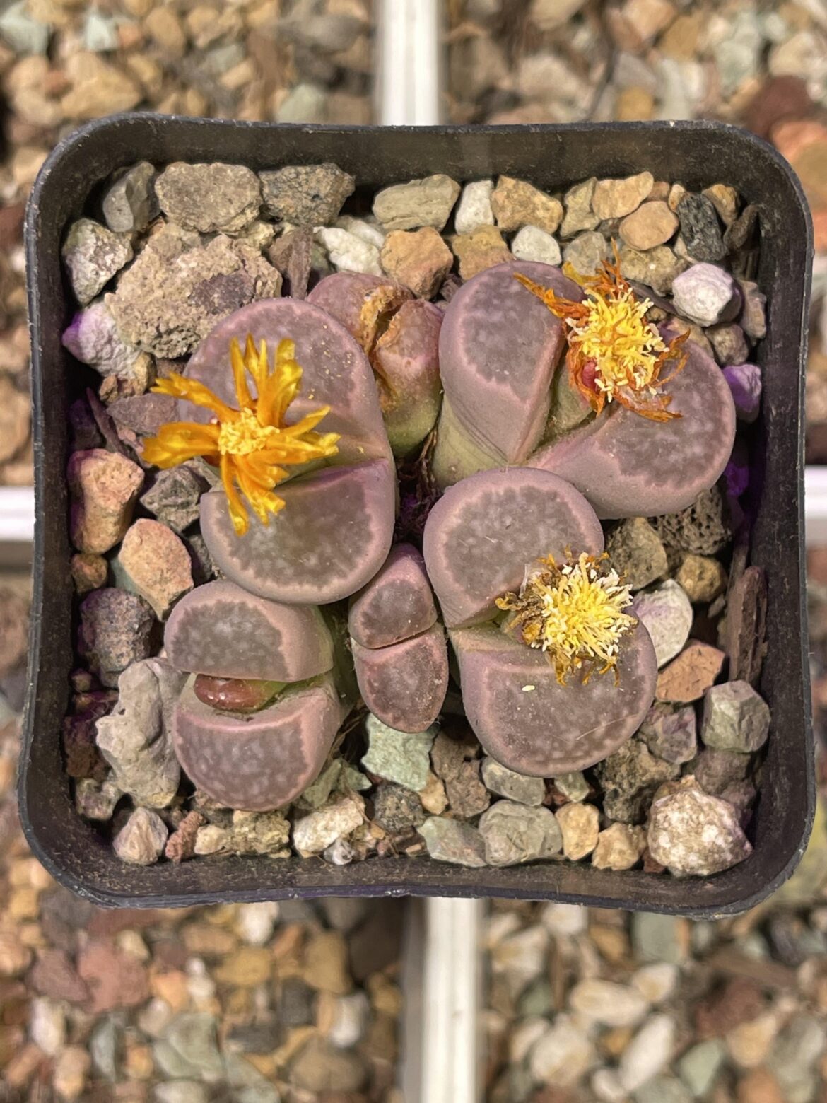 Should I separate them?