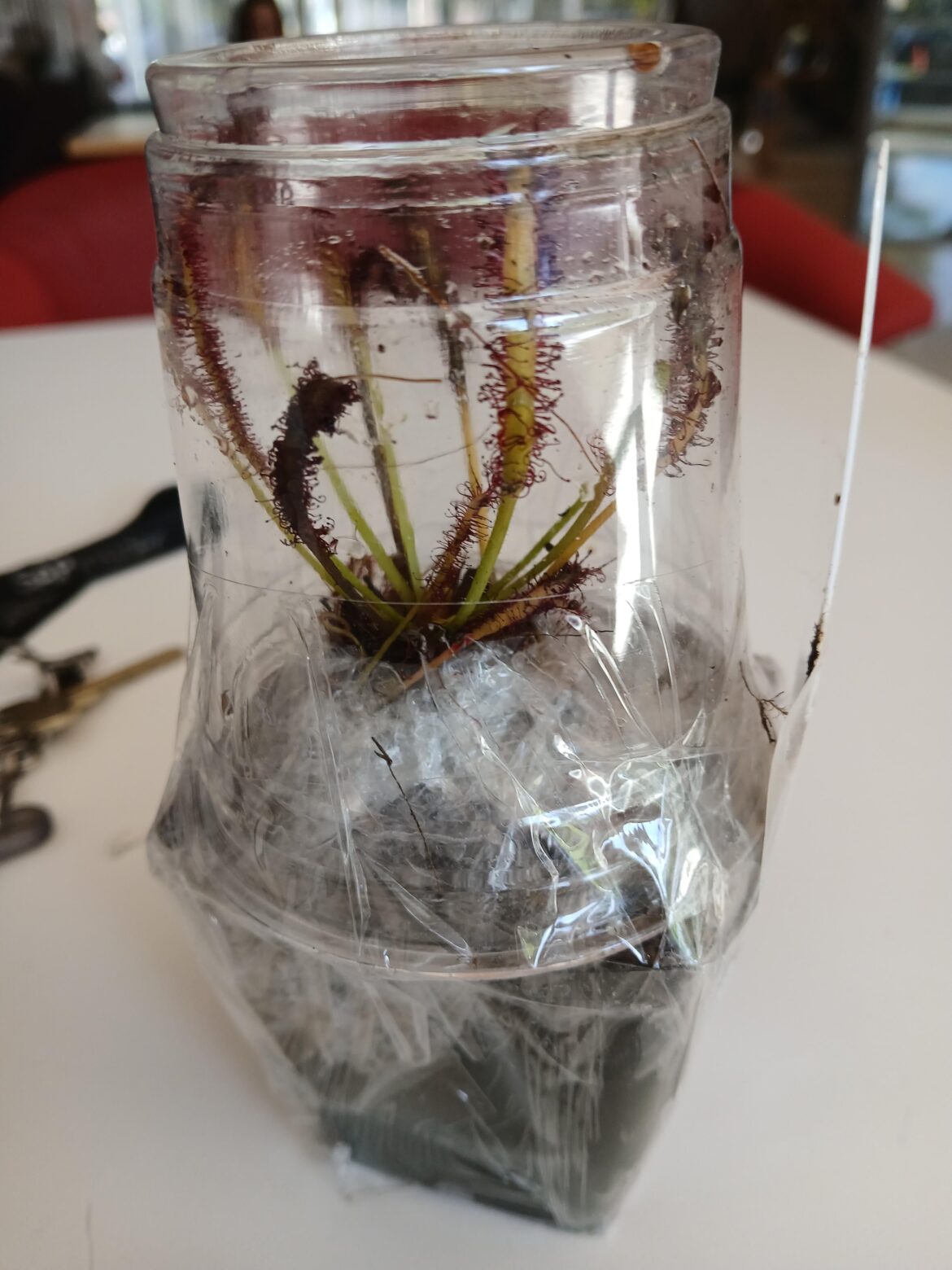 First sundew! First sundew!