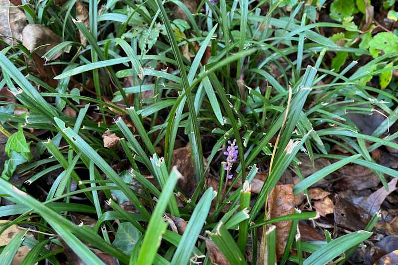 Monkey Grass in a garden.