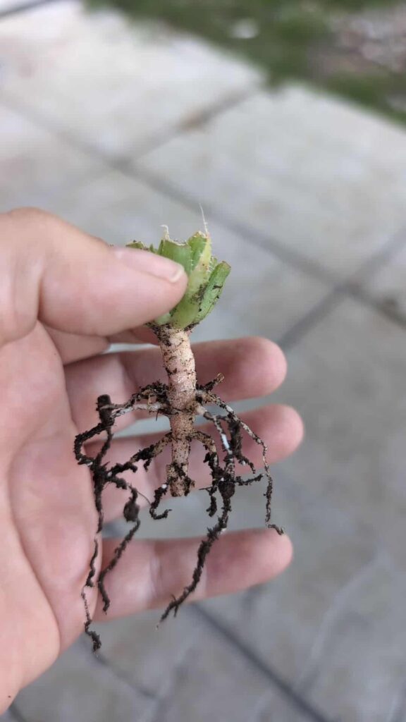 Anyone ever tried to make a "bonsai" out of an Haworthia?