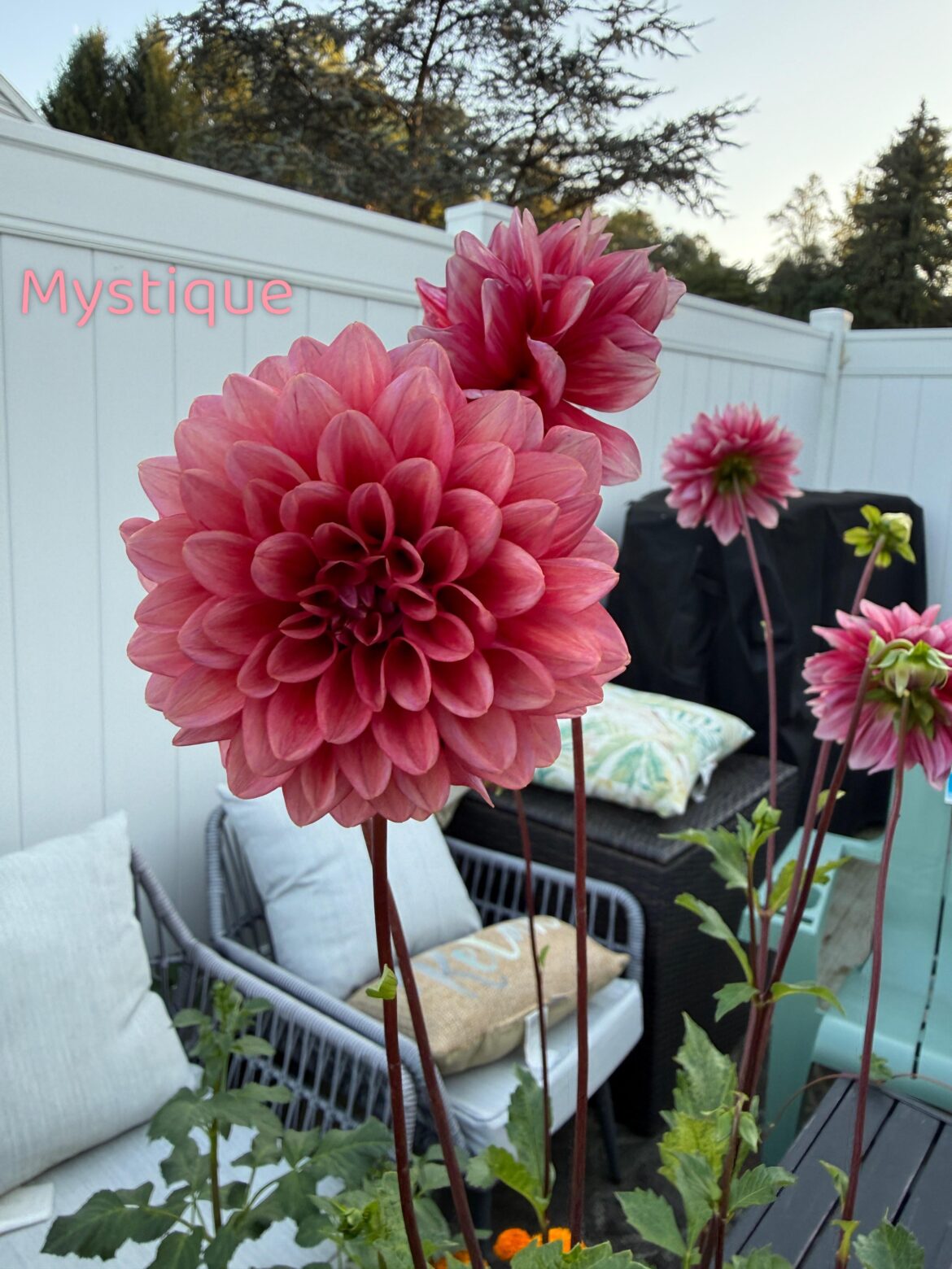Smokey colored dahlia recommendations