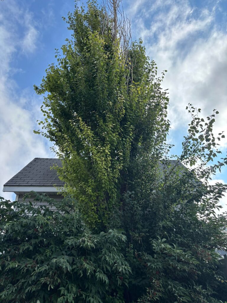 Felling my first tree