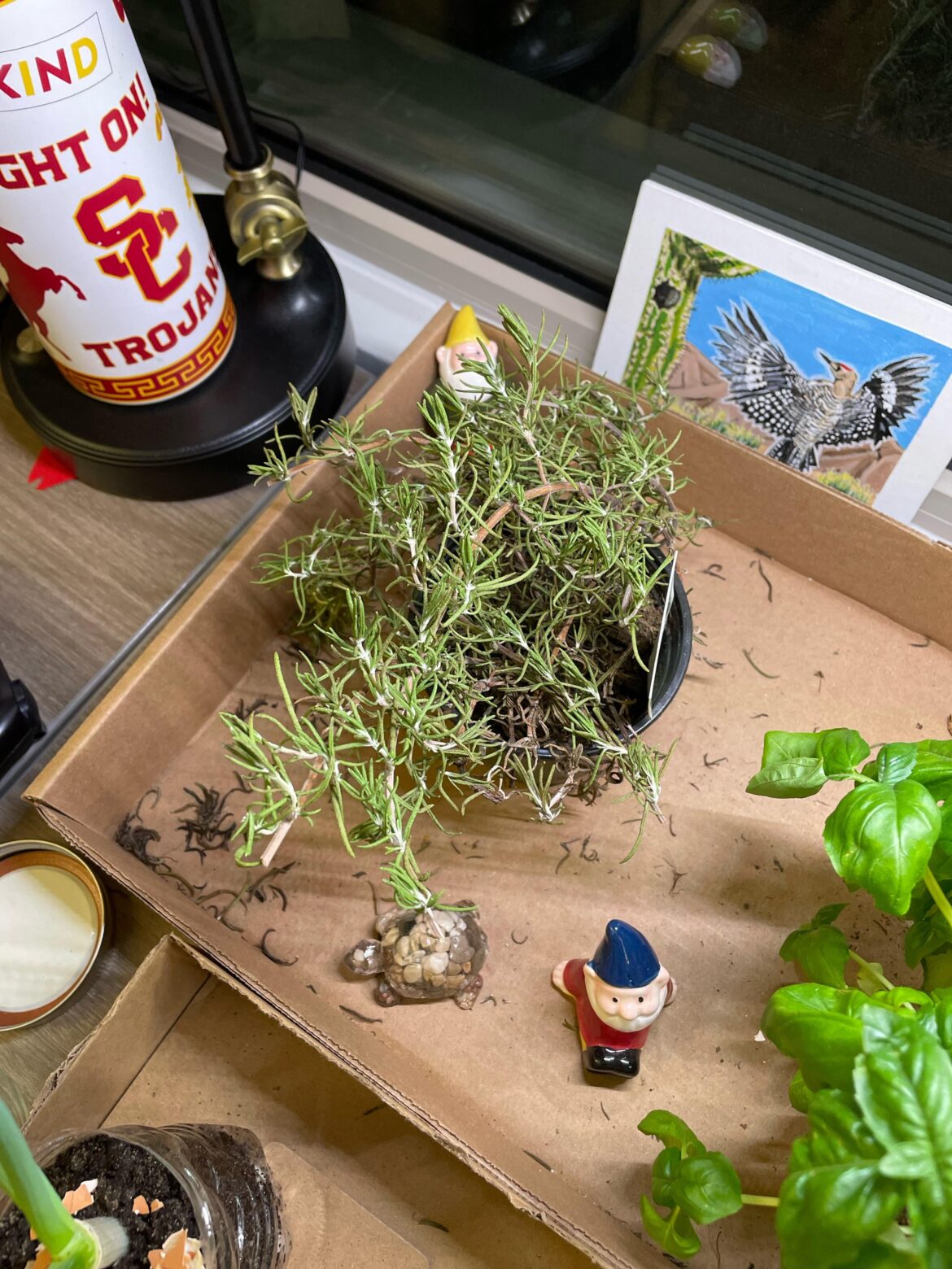 My rosemary needs help, what to do? 😭