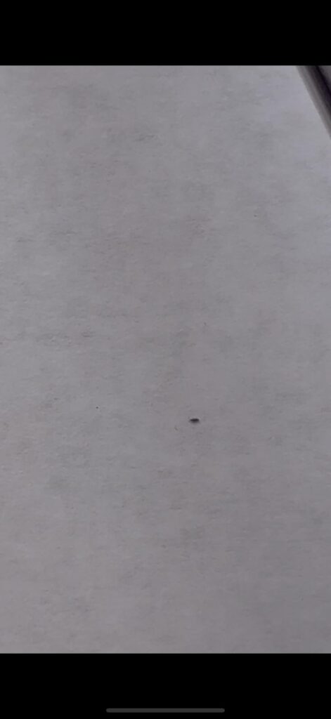 Does my jumping spider’s vivarium have mites? Does my jumping spider’s vivarium have mites?
