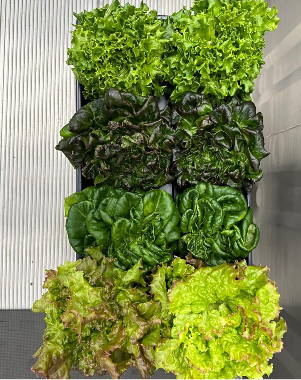Prismatic Mini Head, Greenery S