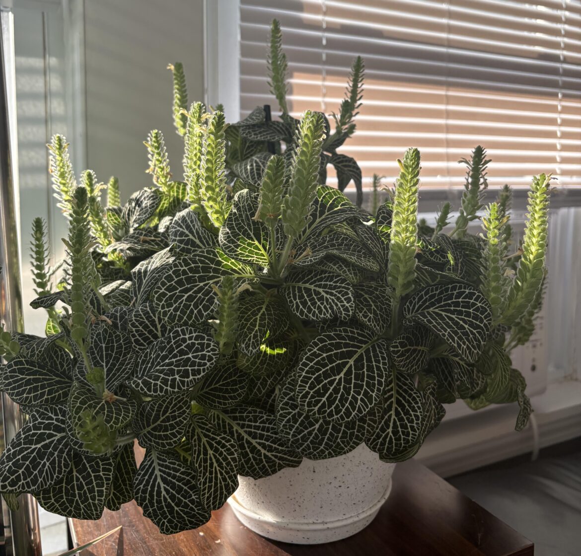 My fittonia that seems to never stop blooming.