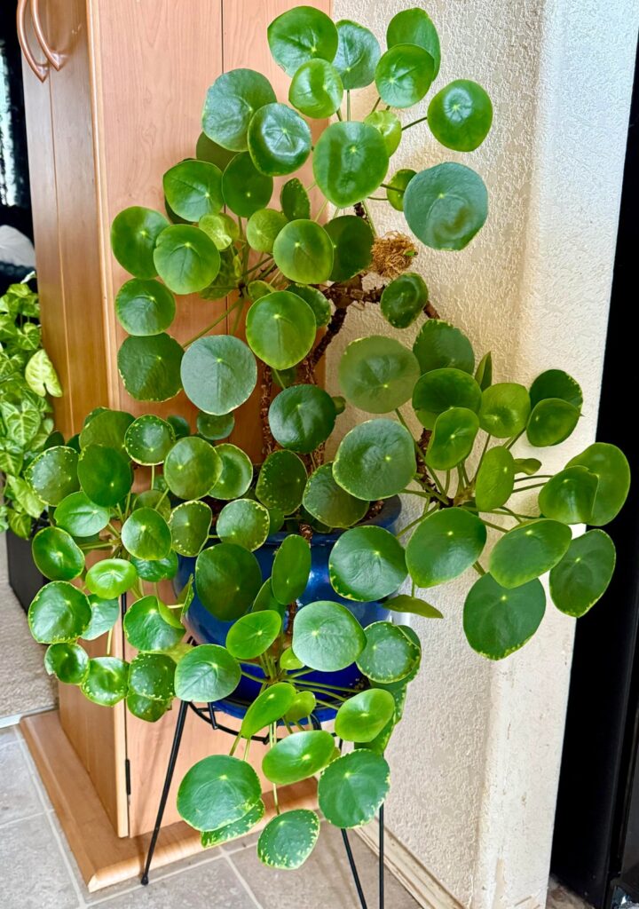 I keep seeing people posting their Pilea’s and I wanted to share mine!
