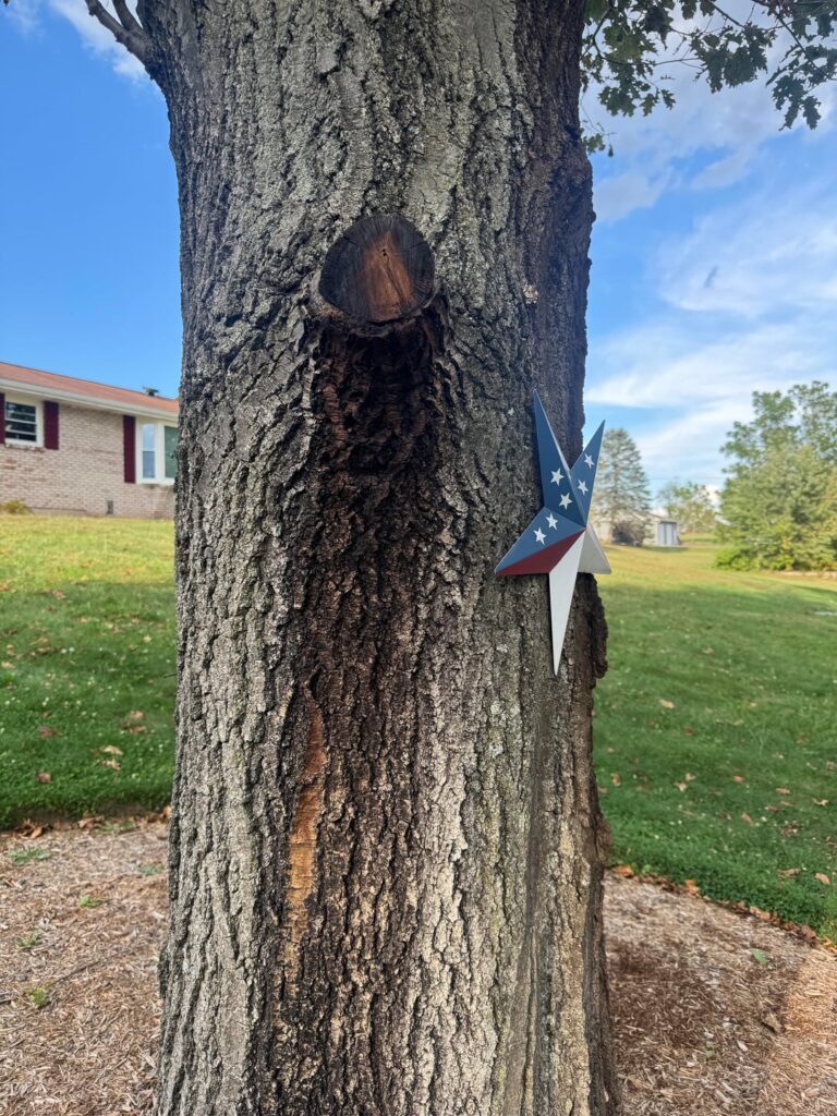 Dying Oak? Dying Oak?