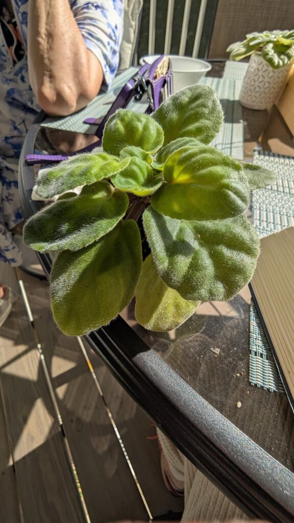 New to AV. When will it bloom?