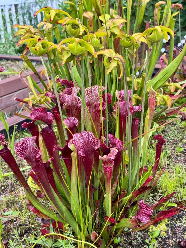 Raised bed bogs, June through August