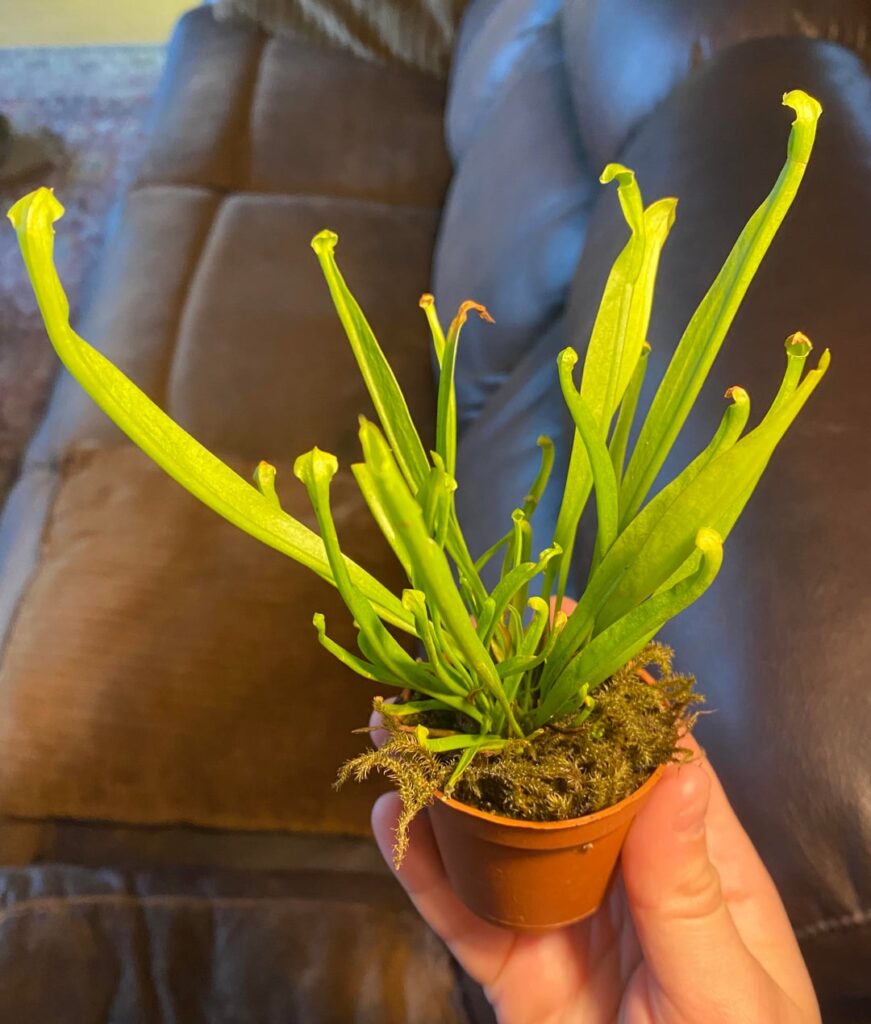ID on this teeny tiny serracenia (?)