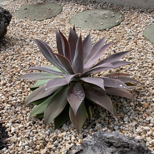 Mangave ‘Lavender Lady’ (Mangave ‘Bloodspot’ x Agave attenuate): Atop the...