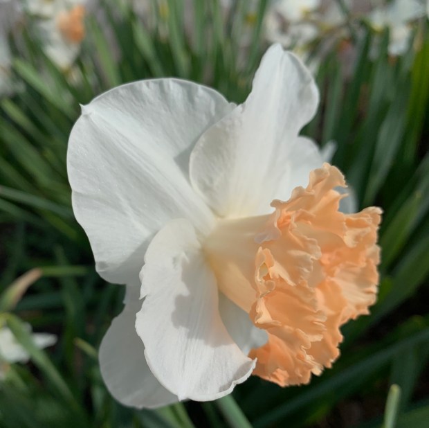 Daffodil hybrid (Narcissus 'Mon Cheri'). Nothing says spring like Narcissus...
